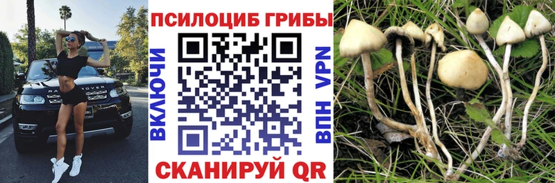 закладка  Карпинск  Галлюциногенные грибы Psilocybine cubensis 